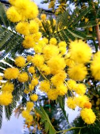 Close-up of yellow flowering plant