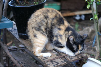 Close-up of cat on wood