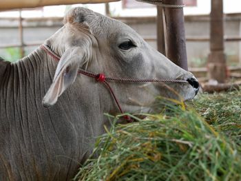 Cows eating grass