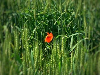 Close-up of poppy on field