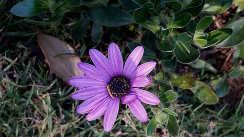 High angle view of purple flower blooming outdoors