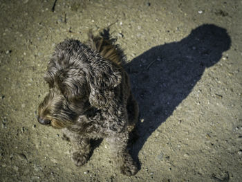 High angle view of puppy on street