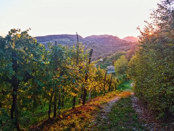 Scenic view of forest against sky during sunset