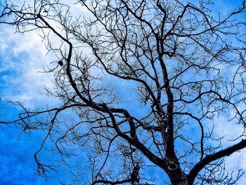 Low angle view of bare trees against blue sky