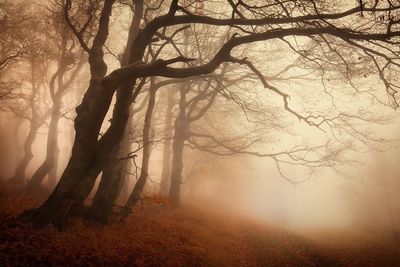 Bare trees in foggy weather