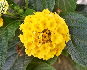 Close-up of yellow flowers
