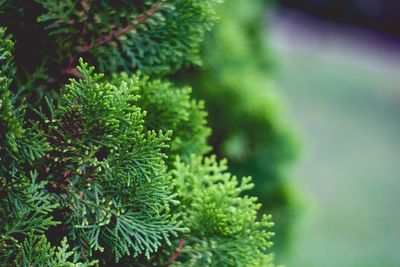 Close-up of fresh green plant