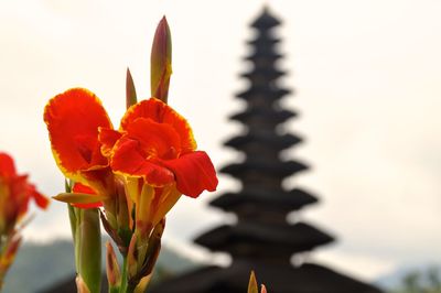 Close-up of flower blooming outdoors