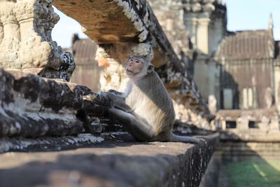 Monkey sitting on a building