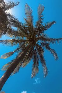 Low angle view of coconut palm tree against blue sky