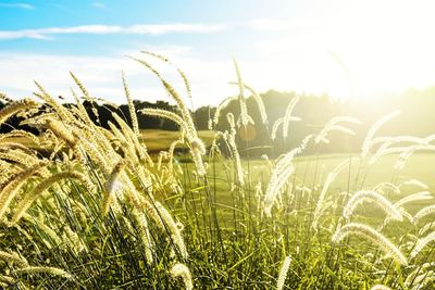 Close-up of plants growing on field against sky