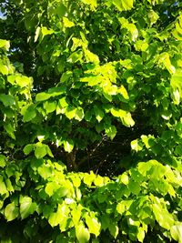 Close-up of fresh green plants