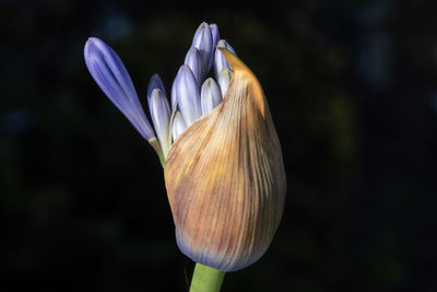 Close-up of purple tulip