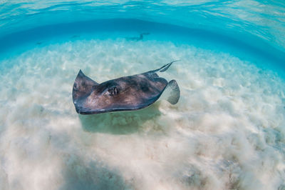 Stingray swimming over sand