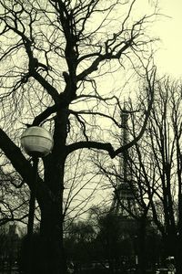 Low angle view of tree against sky