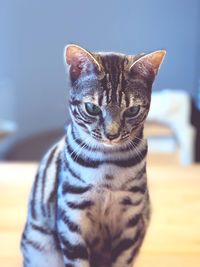 Close-up portrait of a cat looking away