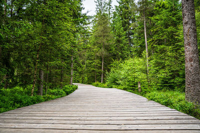 Boardwalk amidst trees in forest