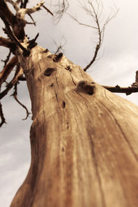 Low angle view of tree trunk against sky