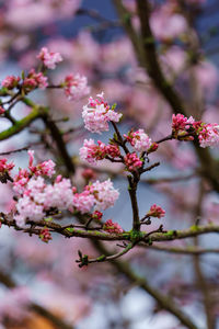 Pink trumpet