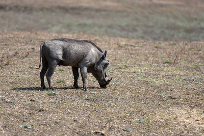 Side view of horse walking on field