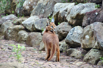 Caracal standing by stones