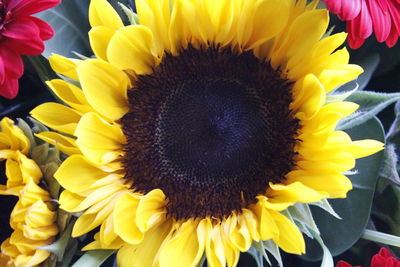 Close-up of sunflower