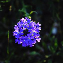 Close-up of purple flowering plant