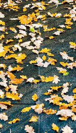 Autumn leaves fallen on leaf