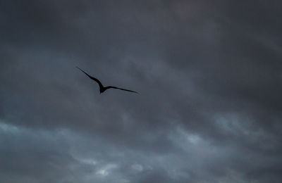 Low angle view of bird flying against sky