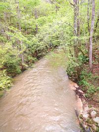 River flowing amidst trees in forest