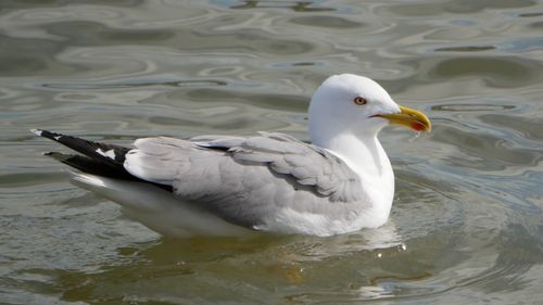 Close-up of swan swimming in lake