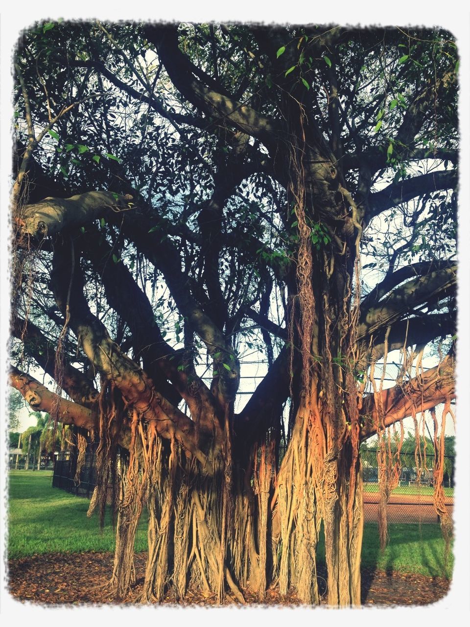 transfer print, tree, auto post production filter, branch, growth, tree trunk, grass, built structure, nature, building exterior, sky, bare tree, day, tranquility, architecture, green color, outdoors, no people, field, sunlight