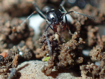 Close-up of ant