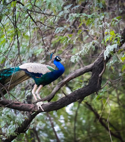 Low angle view of bird perching on branch in forest