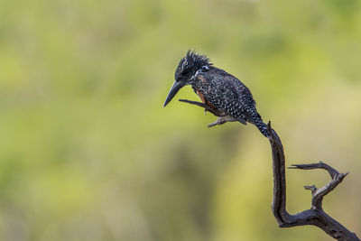 Close-up of a bird