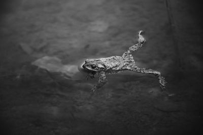 High angle view of a frog