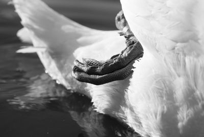 Close-up of an animal