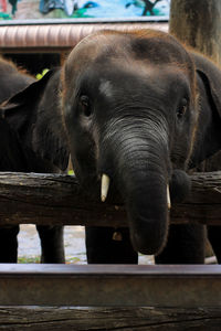 Close-up of elephant