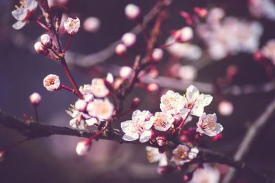 Close-up of cherry blossoms in spring