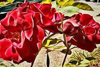 Close-up of red flowers