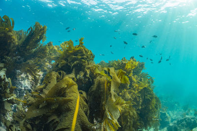 Light pours into a forest of seaweed