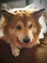 Close-up portrait of dog