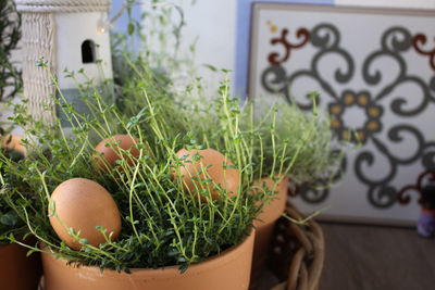 Close-up of potted plants