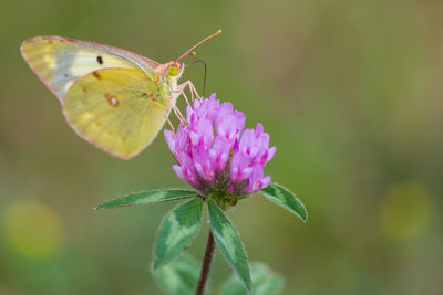 Close-up of butterfly pollinating on pink flower