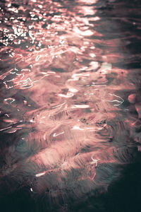 Close-up of jellyfish swimming in lake