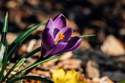 Close-up of purple crocus flower on field