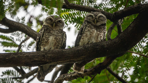 Low angle view of birds perching on tree