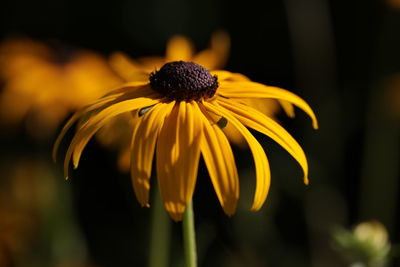 Close-up of yellow daisy flower