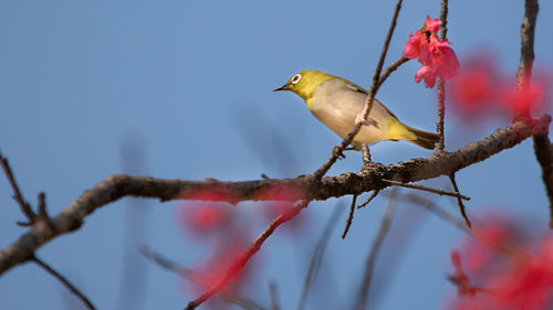 Low angle view of bird perching on branch