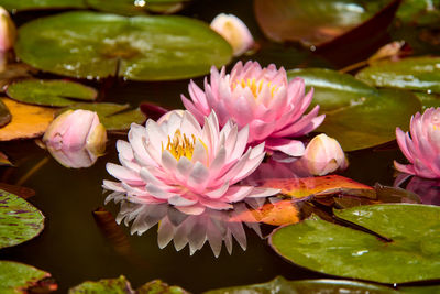 Several light pink water lilies on a summer pond.